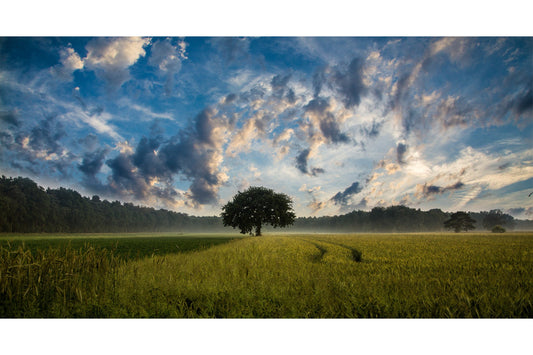 Lonely Tree Field Landscape Canvas Art Wall Picture Or Gloss Print