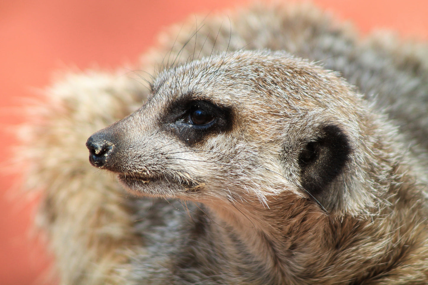 Meerkat Close Up Animal Wildlife Canvas Art Wall Picture Or Gloss Print