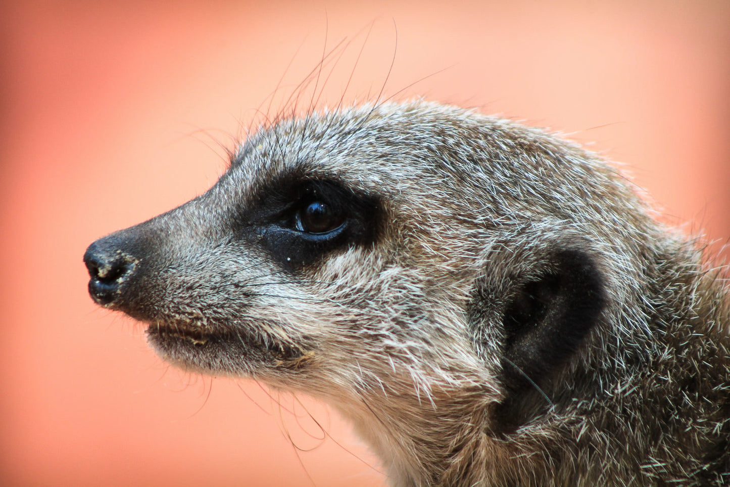 Meerkat Portrait Animal Wildlife Canvas Art Wall Picture Or Gloss Print