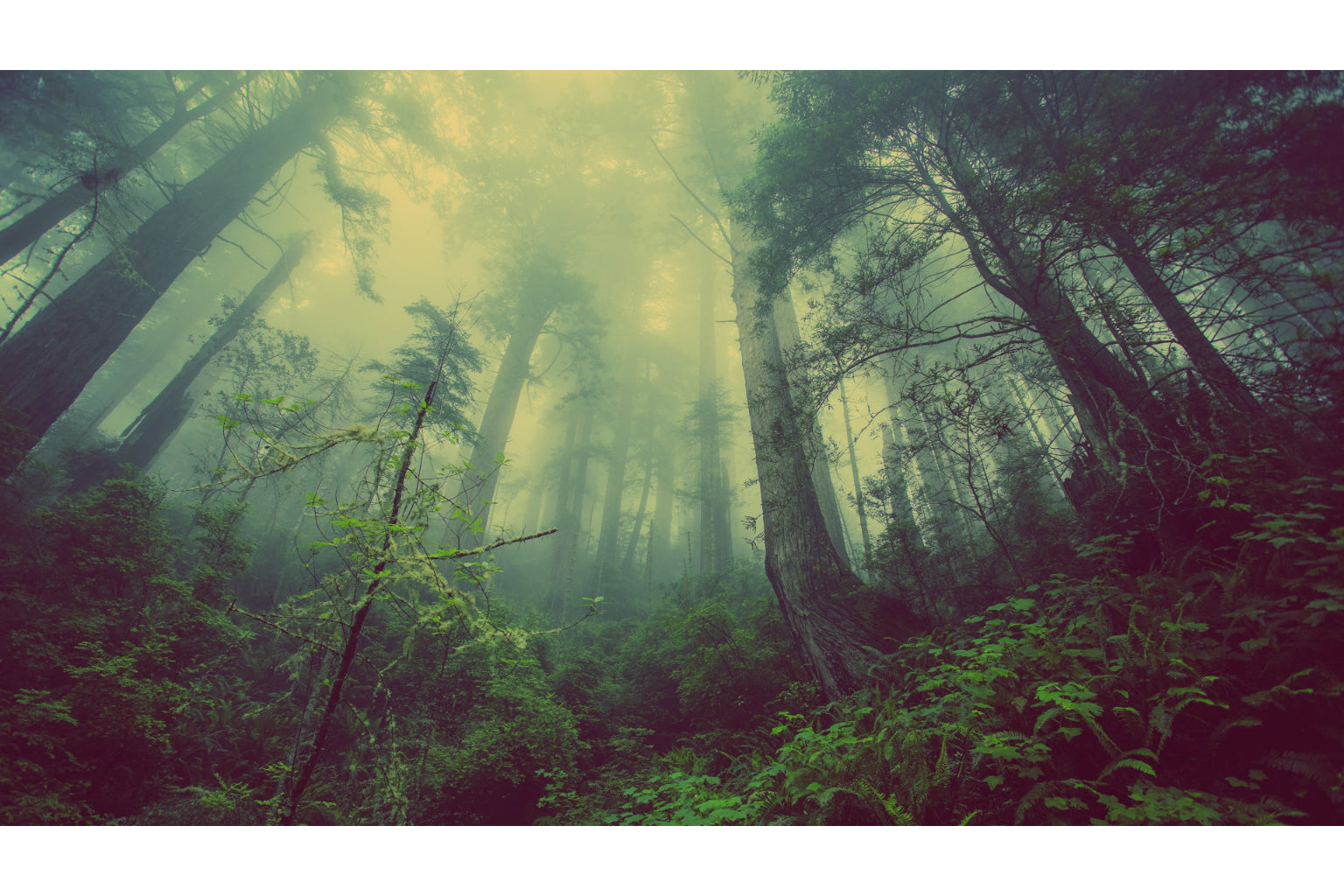 Misty Green Woods Forest Trees Canvas Art Wall Picture Or Gloss Print