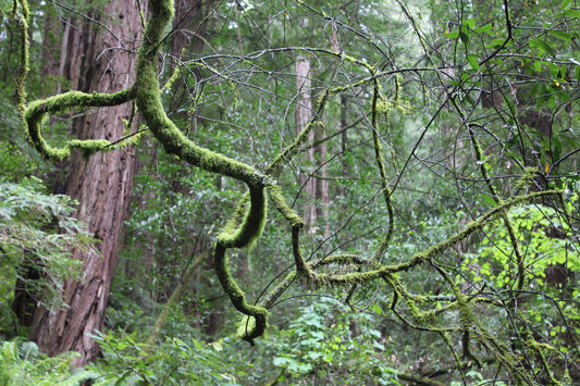 Moss Green Trees Forest Woods Landscape Canvas Art Wall Picture Or Gloss Print