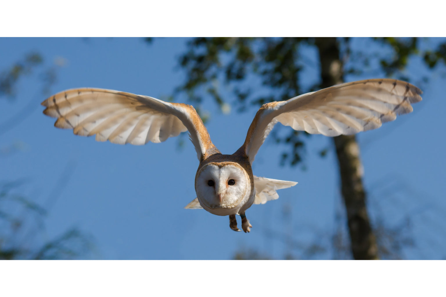 Nature Barn Owl Bird Wildlife Animal Canvas Art Wall Picture Or Gloss Print