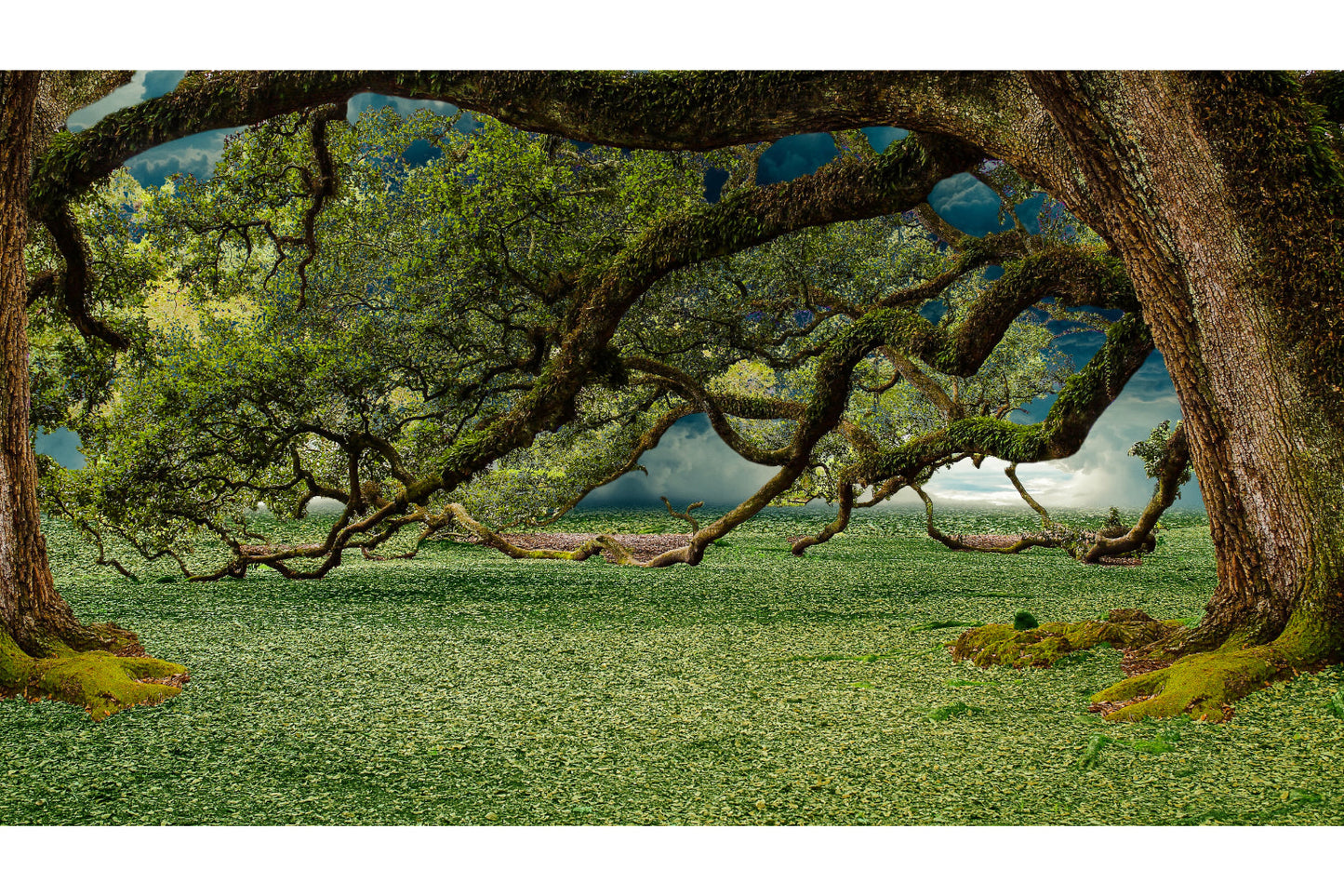 Old Green Trees Field Canvas Art Wall Picture Or Gloss Print