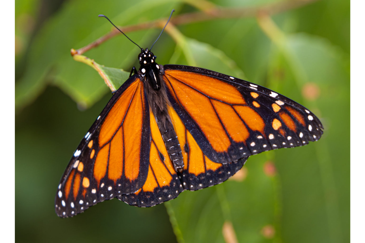 Orange Black Butterfly Insect Animal Canvas Art Wall Picture Or Gloss Print