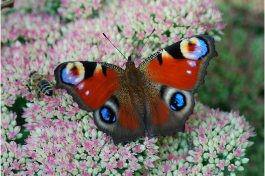 Orange Blue Butterfly Pink Flower Wildlife Canvas Art Wall Picture Or Gloss Print