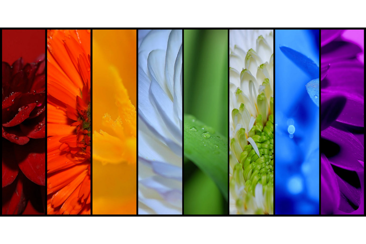 Orange Blue Purple Rainbow Flower Abstract Canvas Art Wall Picture Or Gloss Print