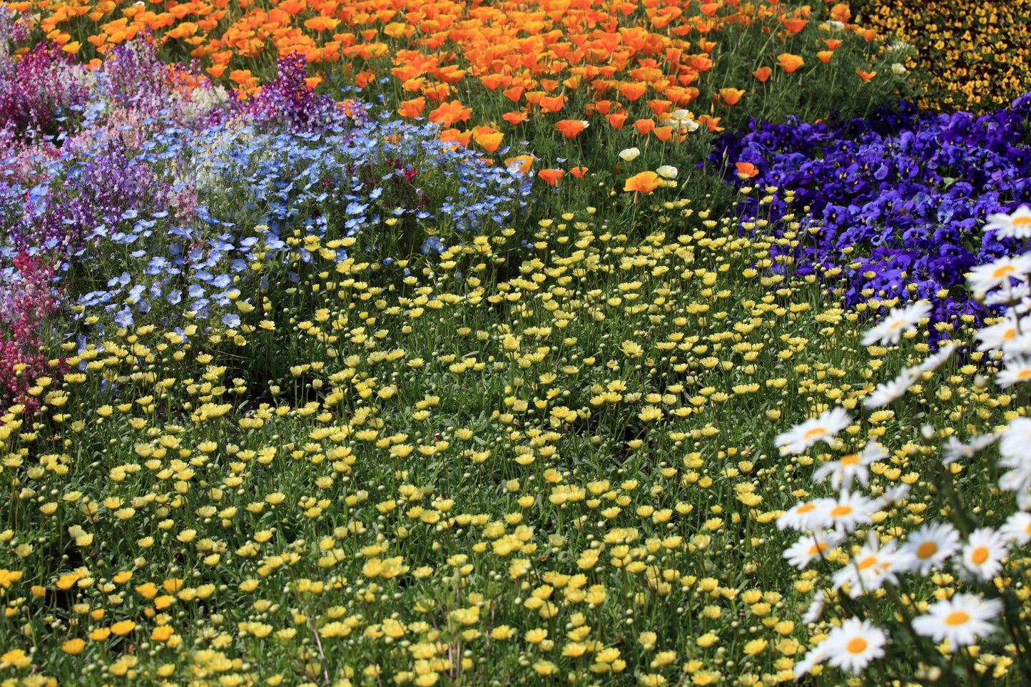 Orange Blue Yellow Flower Field Canvas Art Wall Picture Or Gloss Print