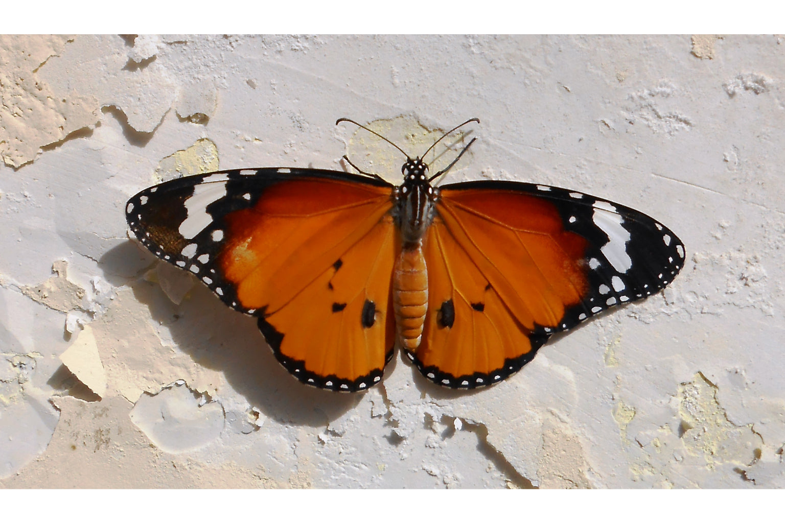 Orange Butterfly Butterflies Wildlife Insect Canvas Art Wall Picture Or Gloss Print