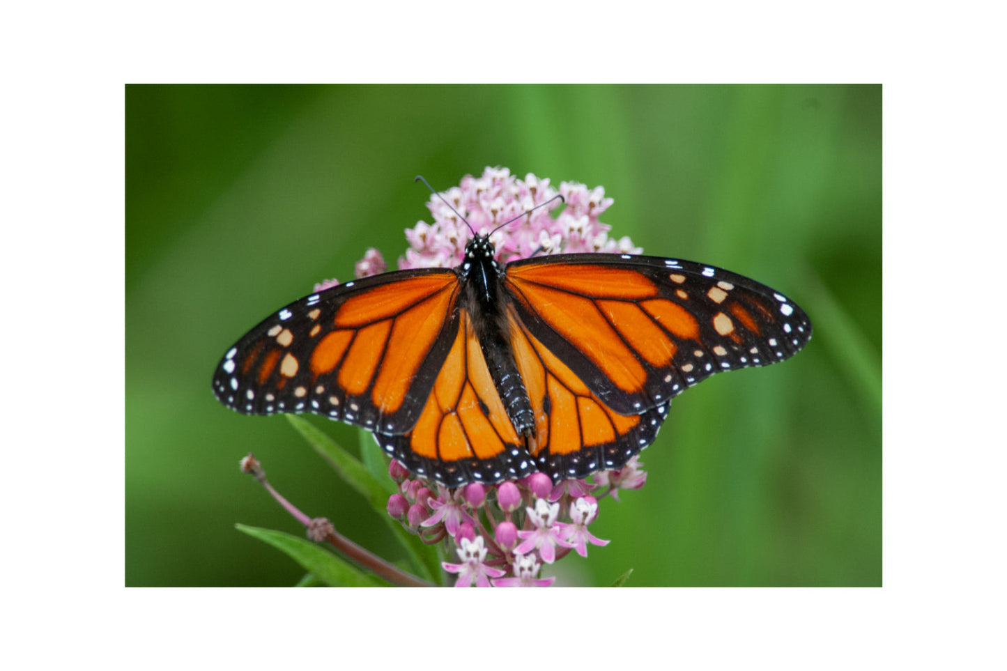 Orange Butterfly Close Up Canvas Art Wall Picture Or Gloss Print