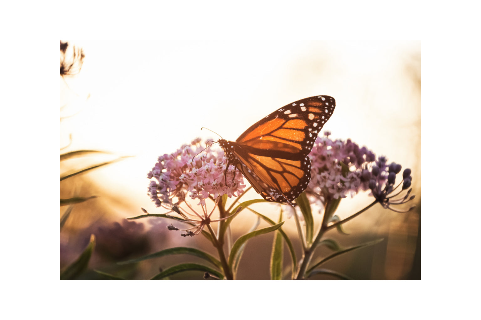 Orange Butterfly On Pink Flower Canvas Art Wall Picture Or Gloss Print