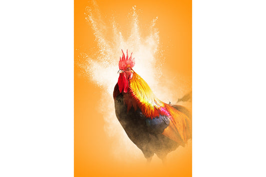 Orange Chicken Powder Spray Kitchen Canvas Art Wall Picture Or Gloss Print