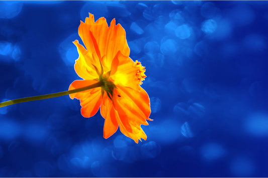 Orange Flower Blue Flowers Canvas Art Wall Picture Or Gloss Print