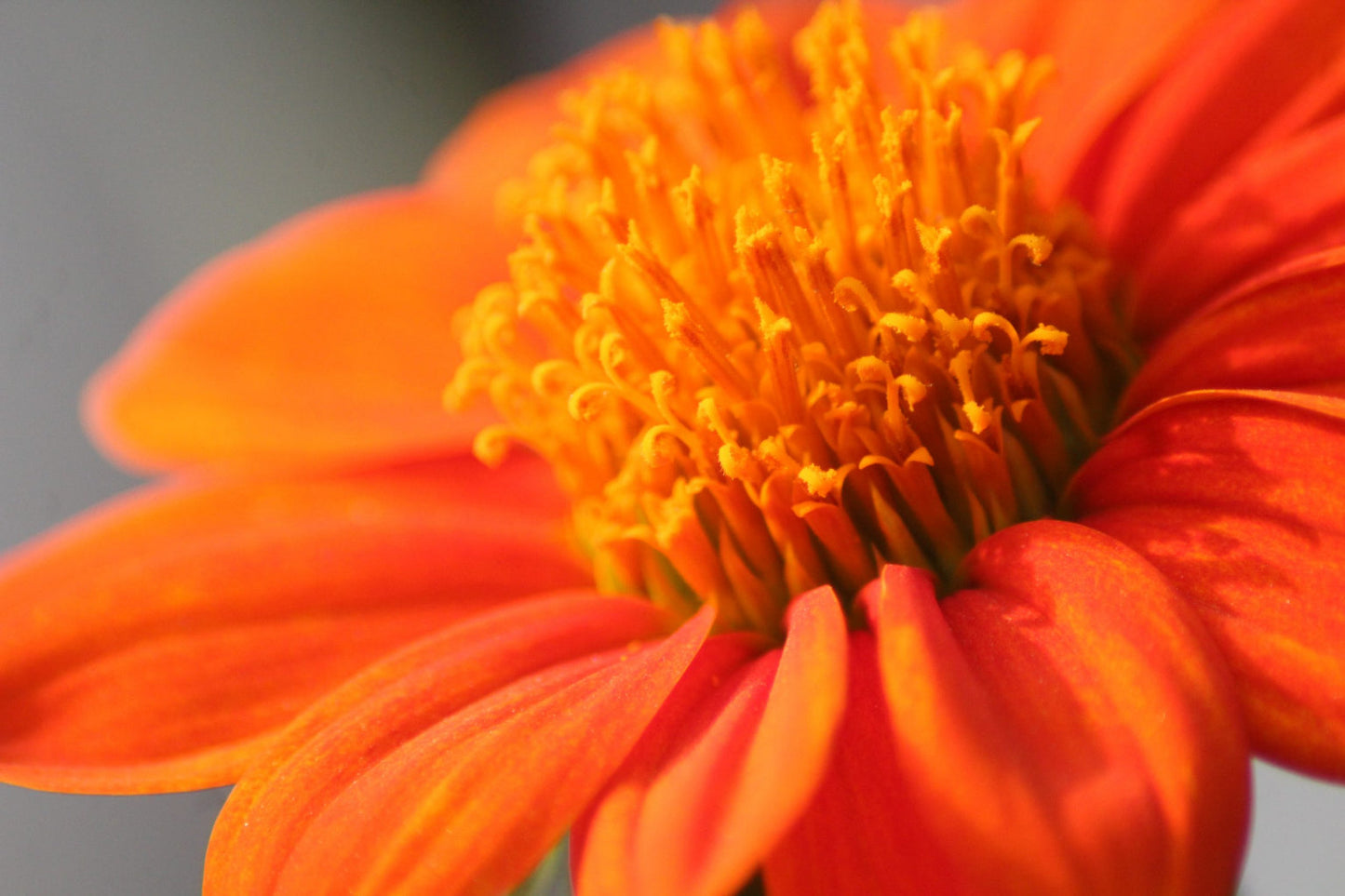 Orange Flower Grey Flowers Floral Bloom Canvas Art Wall Picture Or Gloss Print