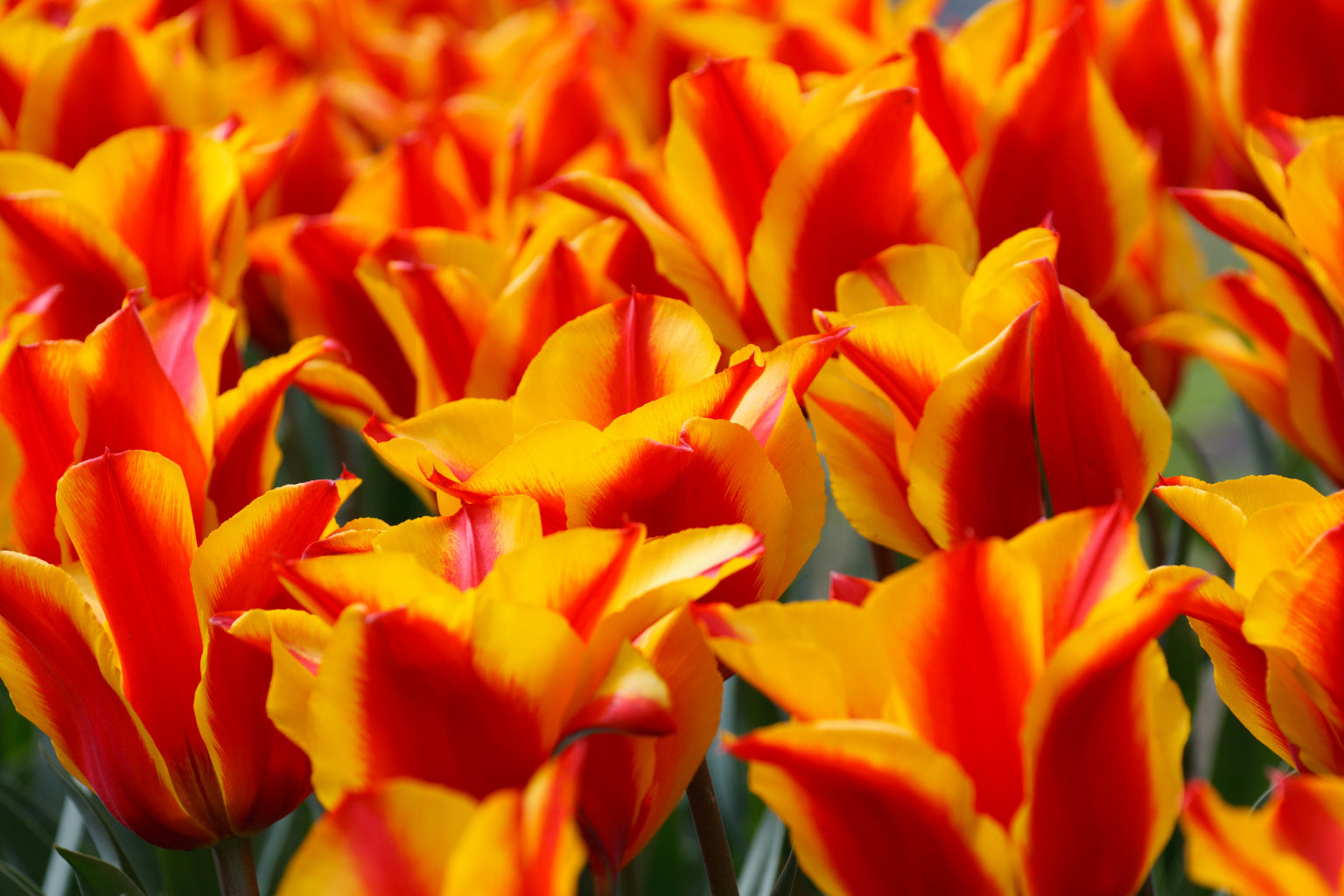 Orange Flowers In Bloom Canvas Art Wall Picture Or Gloss Print