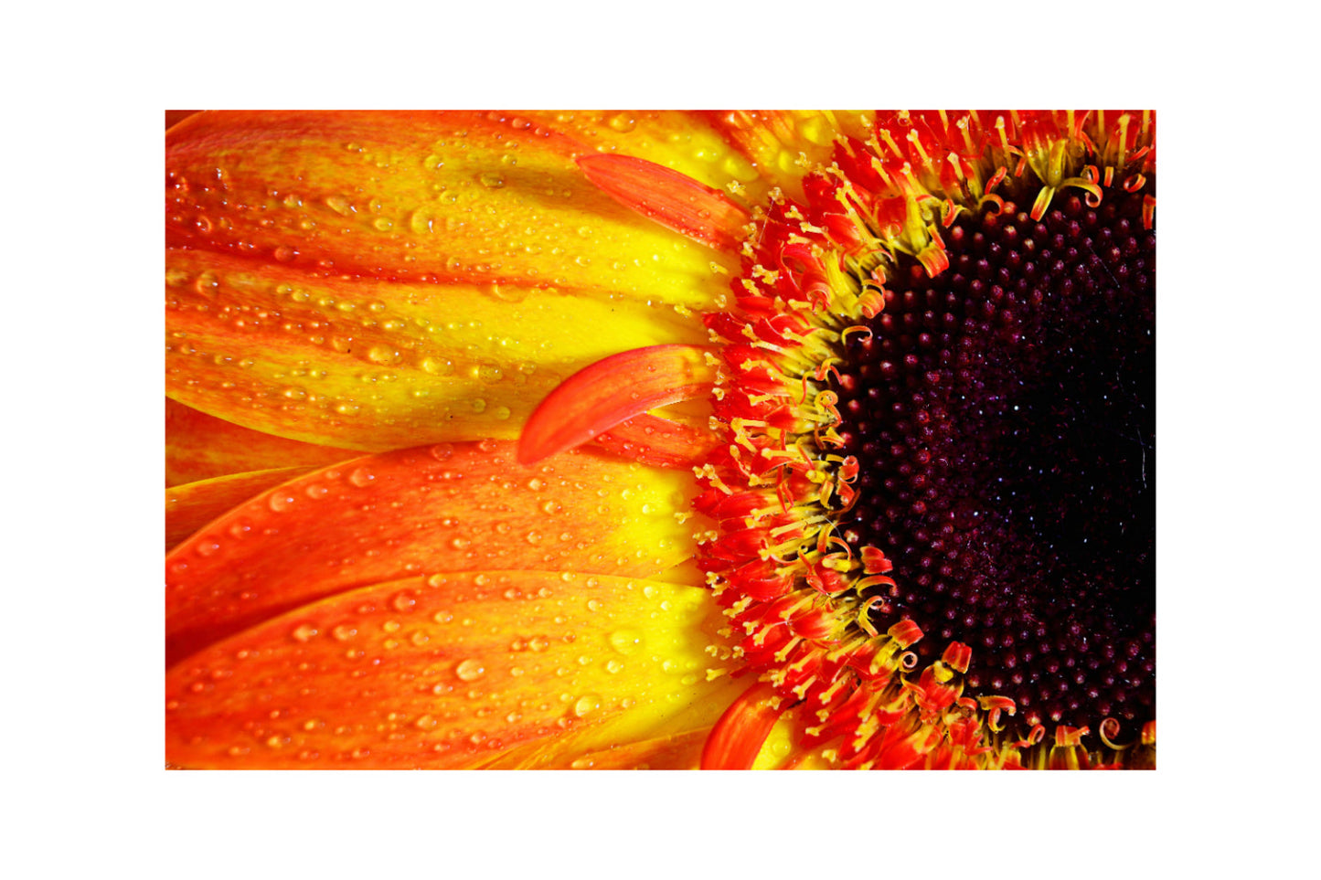 Orange Gerbera Flower Floral Flowers Canvas Art Wall Picture Or Gloss Print