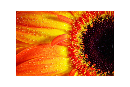 Orange Gerbera Flower Floral Flowers Canvas Art Wall Picture Or Gloss Print