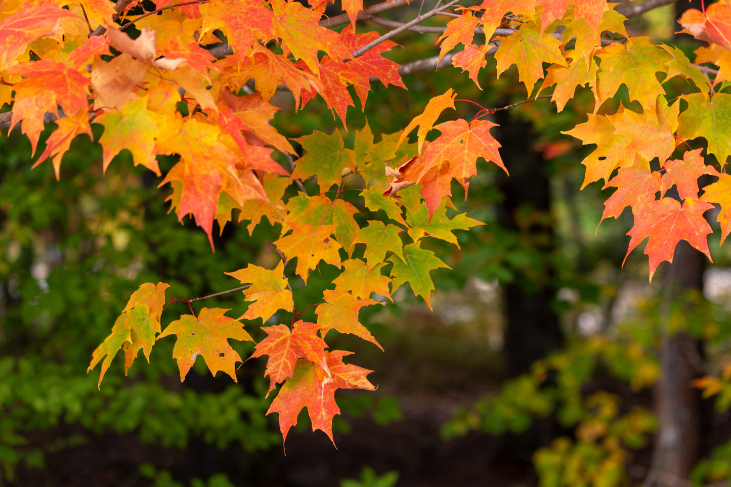 Orange Green Autumn Leaves Trees Canvas Art Wall Picture Or Gloss Print