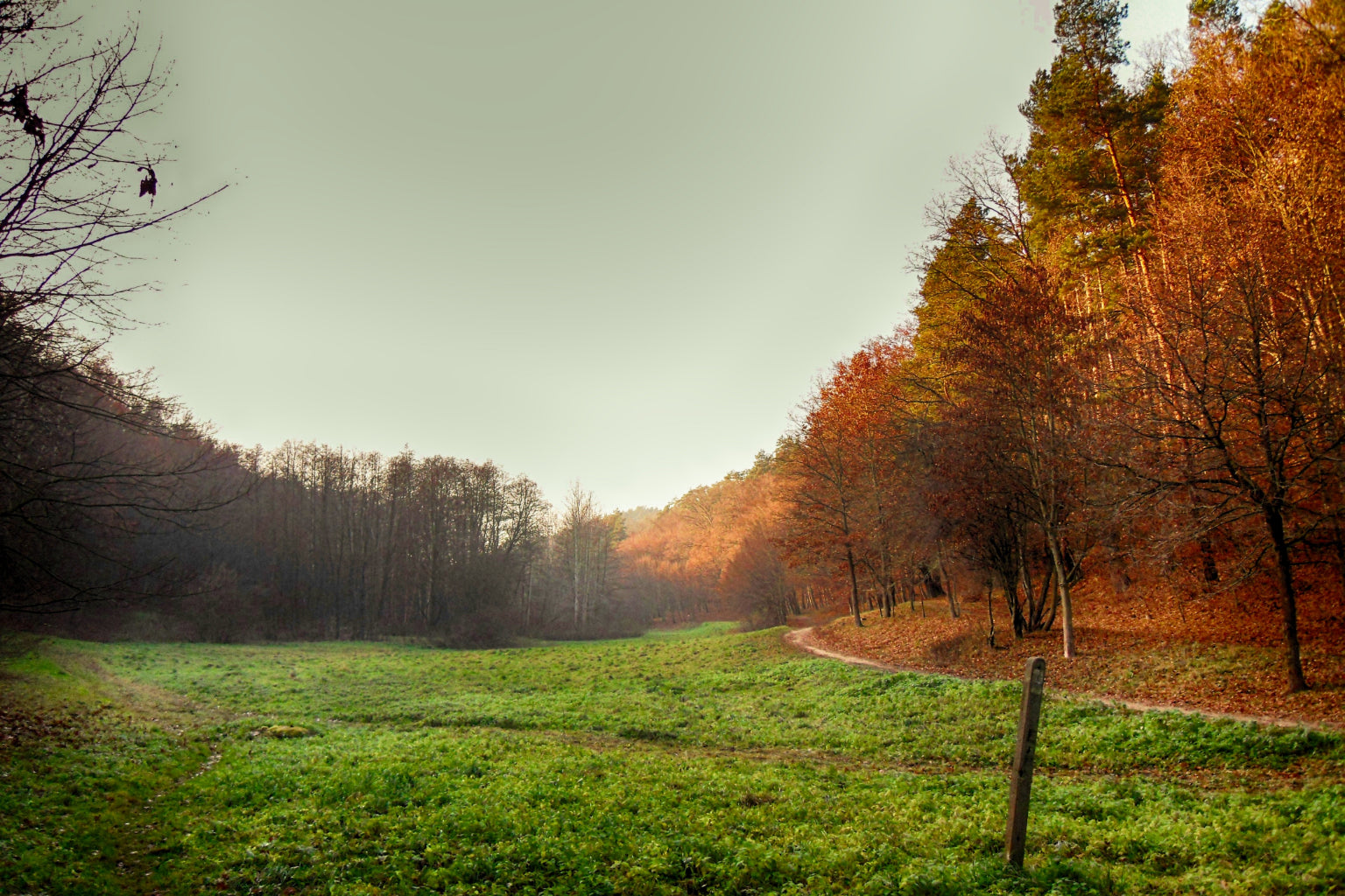 Orange Green Autumn Trees Woods Landscape Canvas Art Wall Picture Or Gloss Print