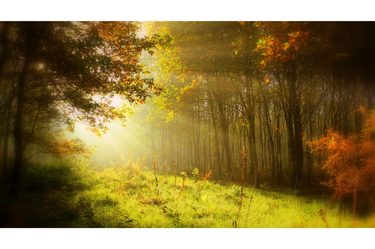 Orange Green Autumn Woods Landscape Trees Canvas Art Wall Picture Or Gloss Print