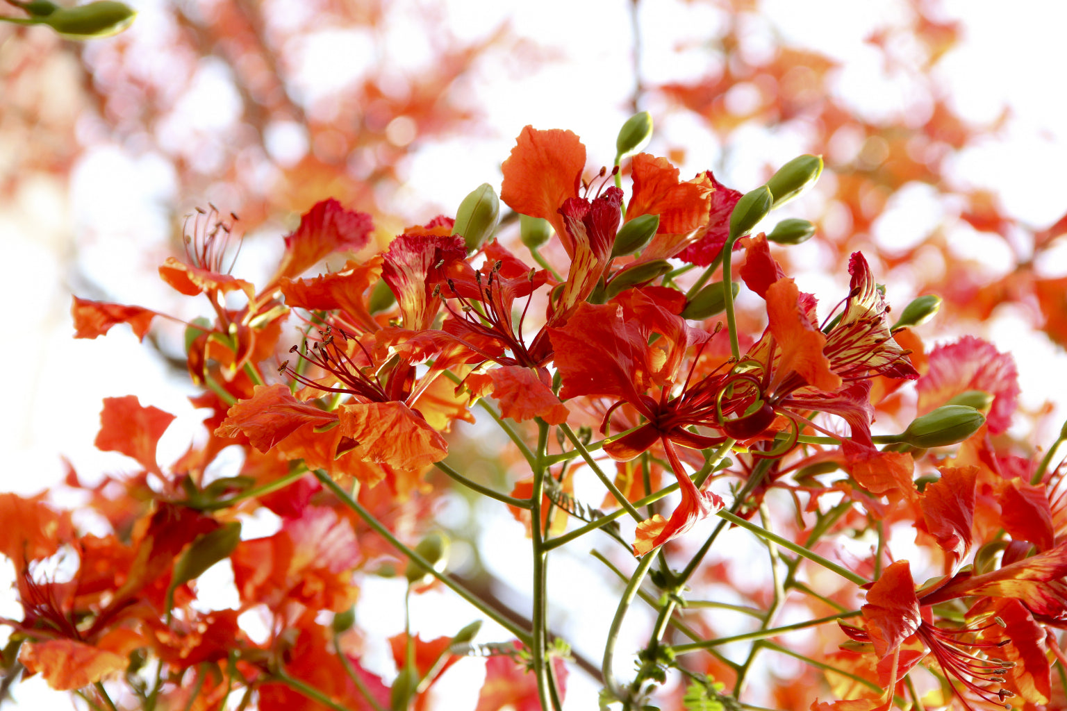 Orange Green Floral Flowers Bloom Canvas Art Wall Picture Or Gloss Print