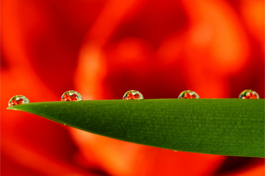 Orange Green Leaf Water Drops Canvas Art Wall Picture Or Gloss Print