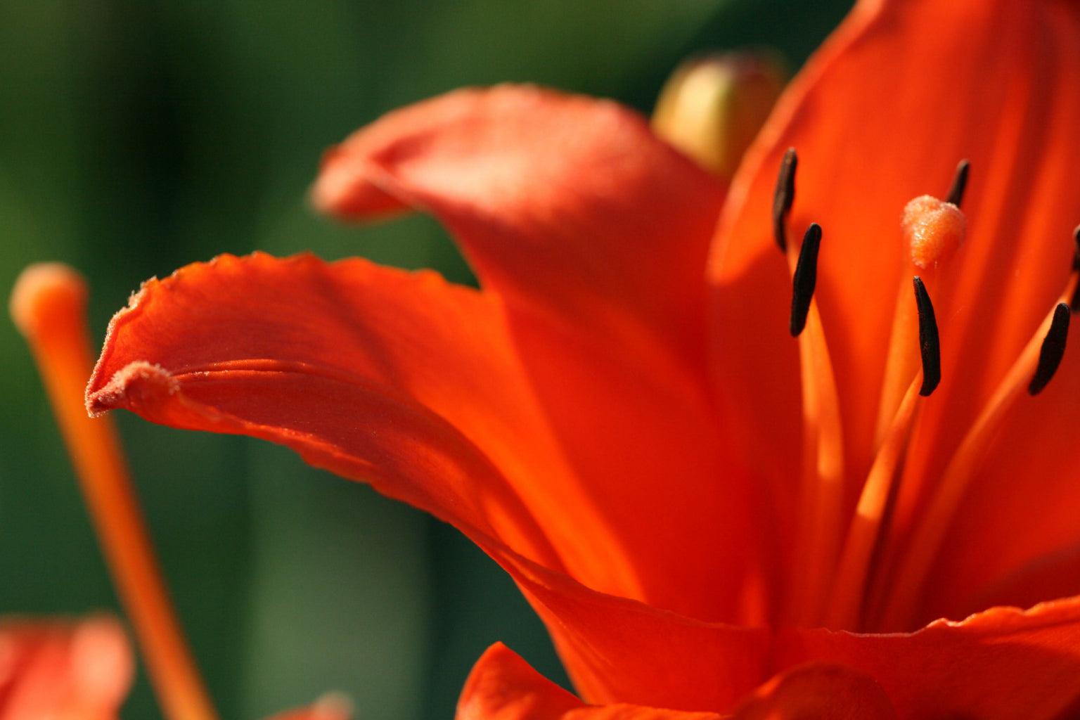 Orange Lilly Flower Flowers Floral Canvas Art Wall Picture Or Gloss Print