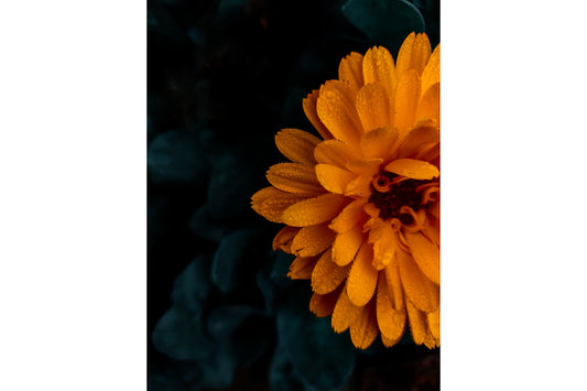 Orange Marigold Flower Flowers Bloom Canvas Art Wall Picture Or Gloss Print