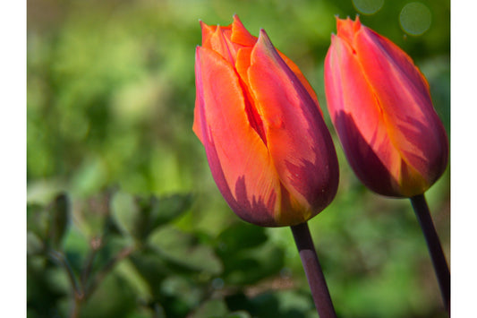 Orange Purple Tulip Flowers Flower Bloom Canvas Art Wall Picture Or Gloss Print