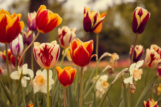 Orange Purple White Spring Flowers Canvas Art Wall Picture Or Gloss Print