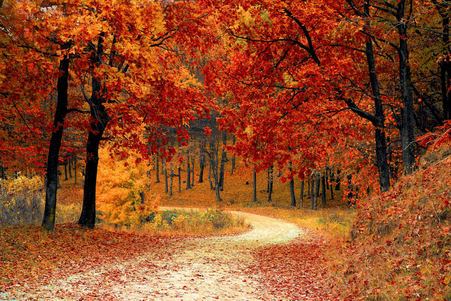 Orange Red Autumn Trees Woods Forest Landscape Canvas Art Wall Picture Or Gloss Print