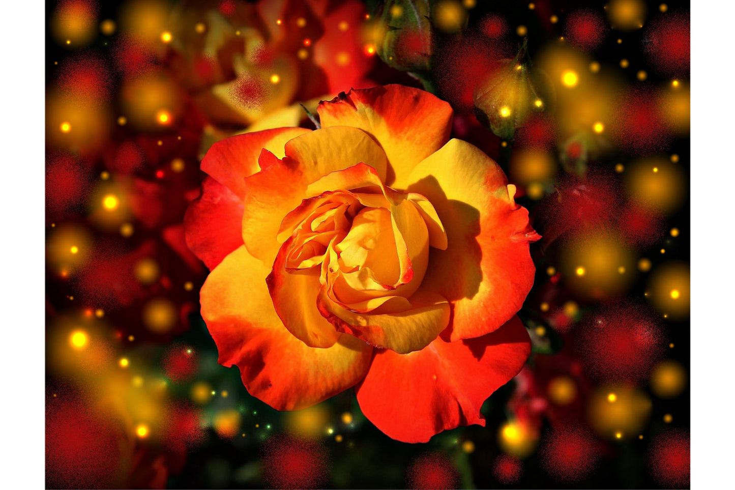 Orange Rose Flower Abstract Flowers Canvas Art Wall Picture Or Gloss Print