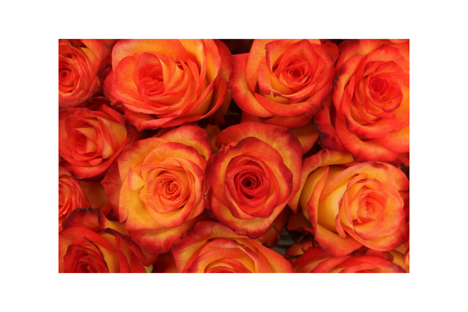 Orange Roses Flowers Floral Canvas Art Wall Picture Or Gloss Print