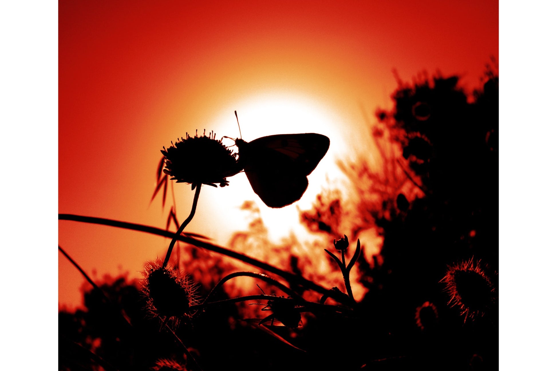 Orange Sunset Butterly Canvas Art Wall Picture Or Gloss Print