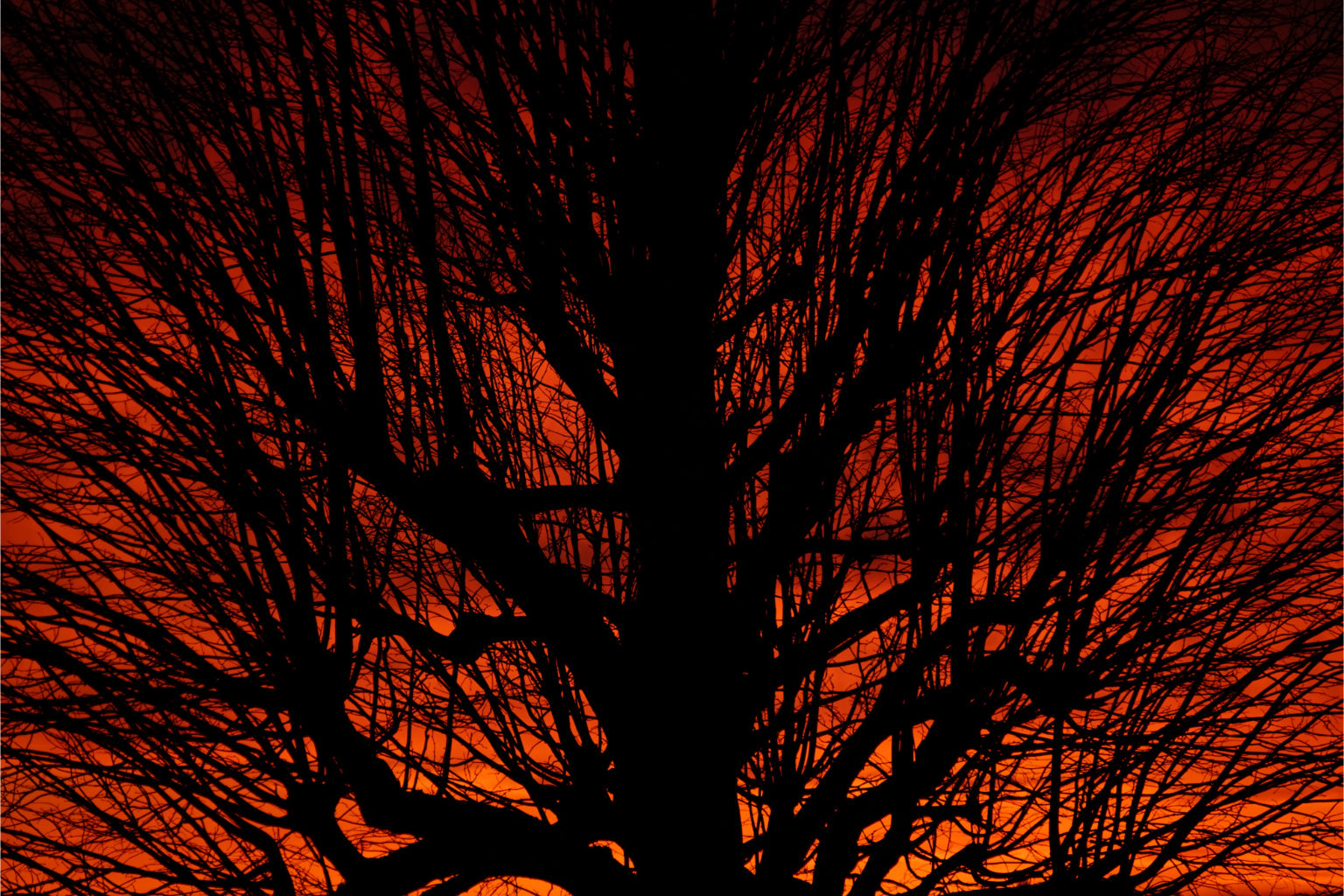 Orange Sunset Sunrise Tree Canvas Art Wall Picture Or Gloss Print