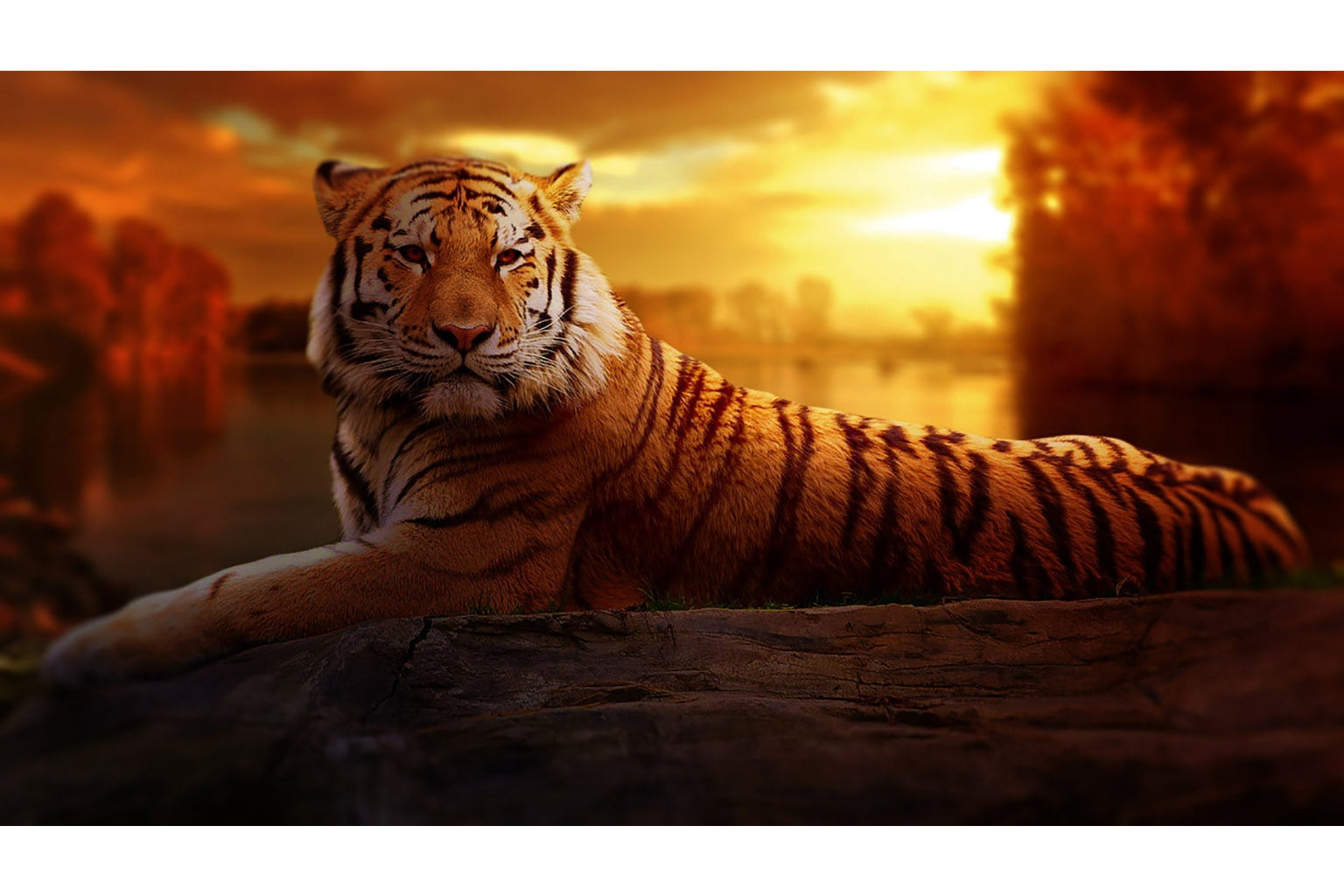 Orange Tiger Sunset Animal Wildlife Canvas Art Wall Picture Or Gloss Print