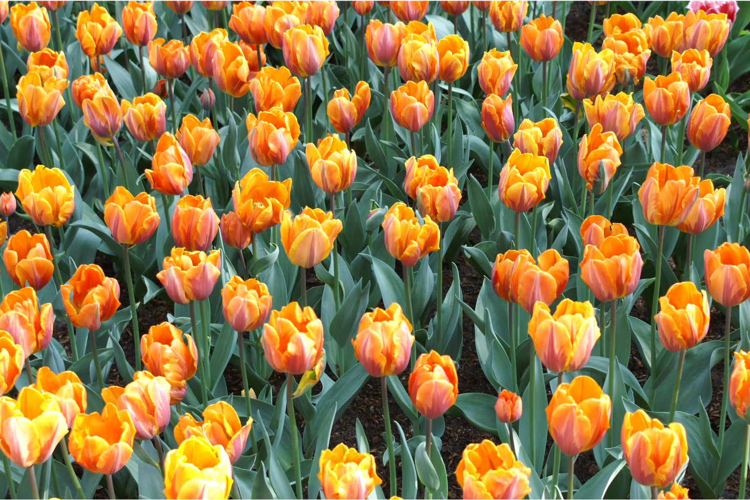 Orange Tulip Field Flowers Flower Canvas Art Wall Picture Or Gloss Print