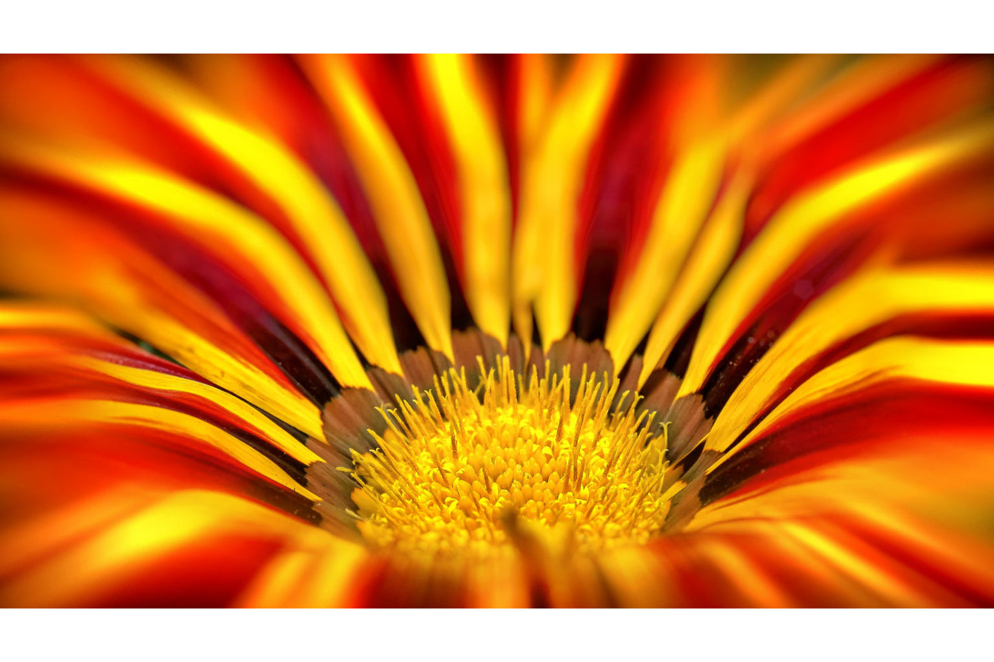 Orange Yellow Flower Flowers Bloom Canvas Art Wall Picture Or Gloss Print