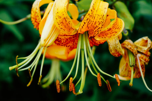 Orange Yellow Lilly Flower Flowers Green Canvas Art Wall Picture Or Gloss Print