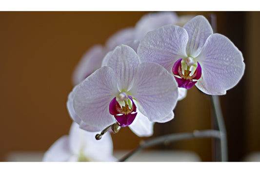 Orchid White Purple Flower Canvas Art Wall Picture Or Gloss Print