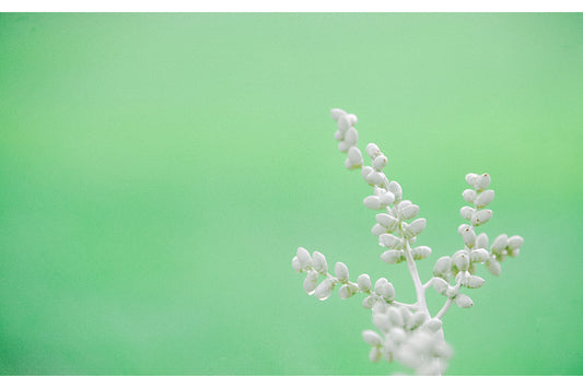 Pale Green White Flower Canvas Art Wall Picture Or Gloss Print