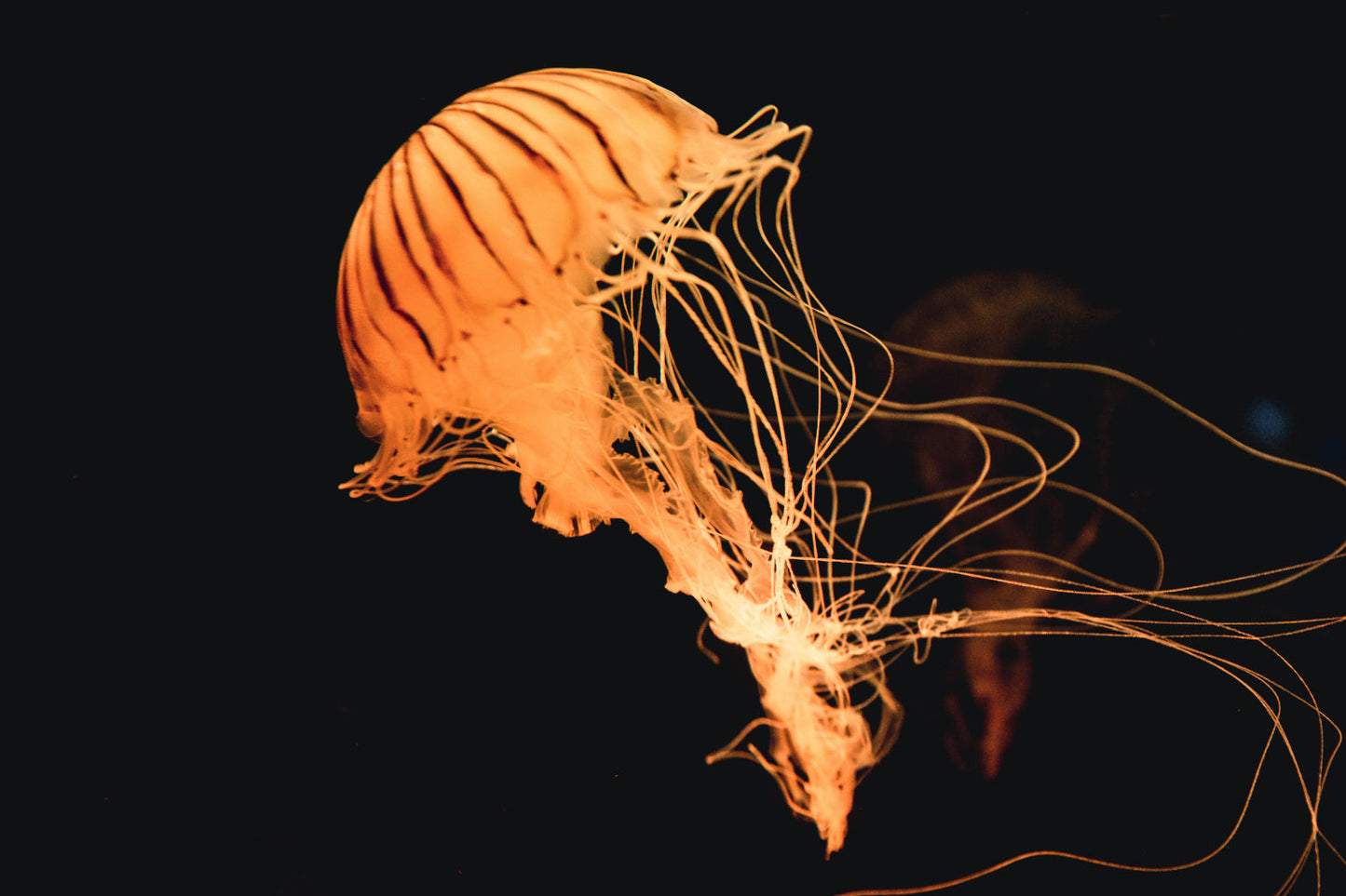 Pale Orange Jellyfish Fishsea Animal Canvas Art Wall Picture Or Gloss Print