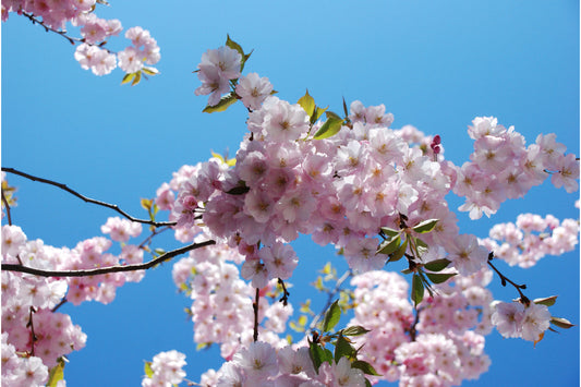 Pale Pink Blossom Turquoise Blue Canvas Art Wall Picture Or Gloss Print