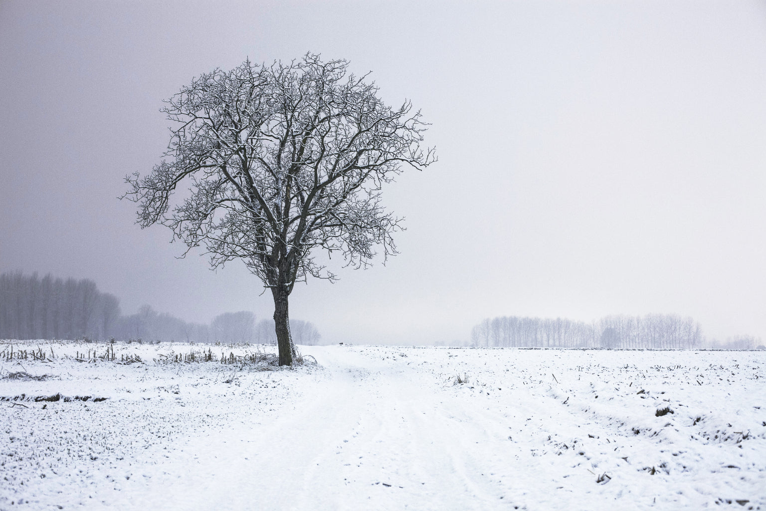 Pale Purple White Winter Snow Tree Canvas Art Wall Picture Or Gloss Print