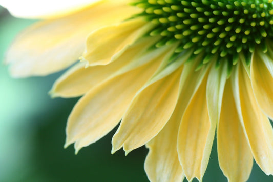 Pale Yellow Cream Green Flower Flowers Canvas Art Wall Picture Or Gloss Print