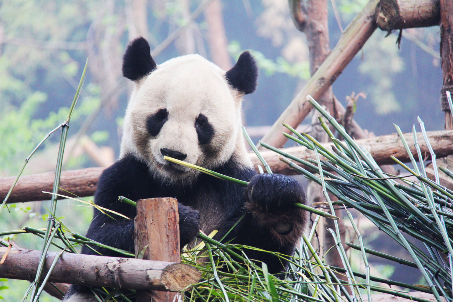 Panda Animal Wildlife Bamboo Canvas Art Wall Picture Or Gloss Print