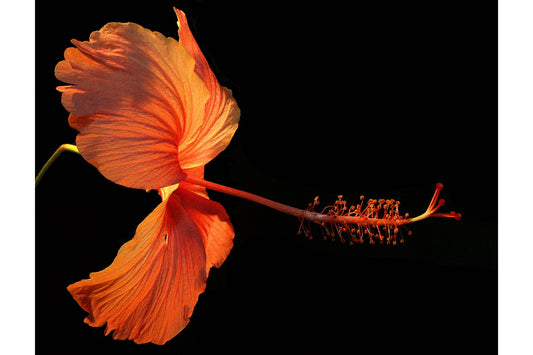 Peach Orange Flower Flowers Bloom Canvas Art Wall Picture Or Gloss Print