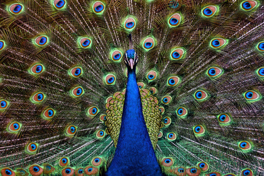 Peacock Animal Wildlife Blue Green Canvas Art Wall Picture Or Gloss Print