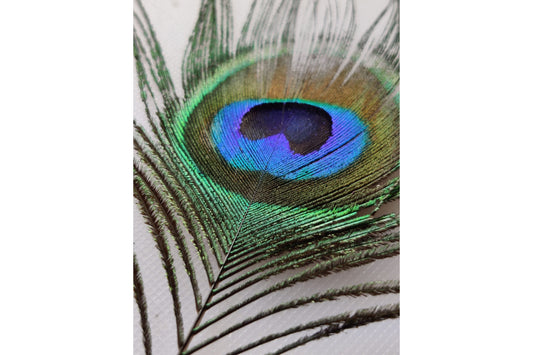 Peacock Feather Blue Green Canvas Art Wall Picture Or Gloss Print