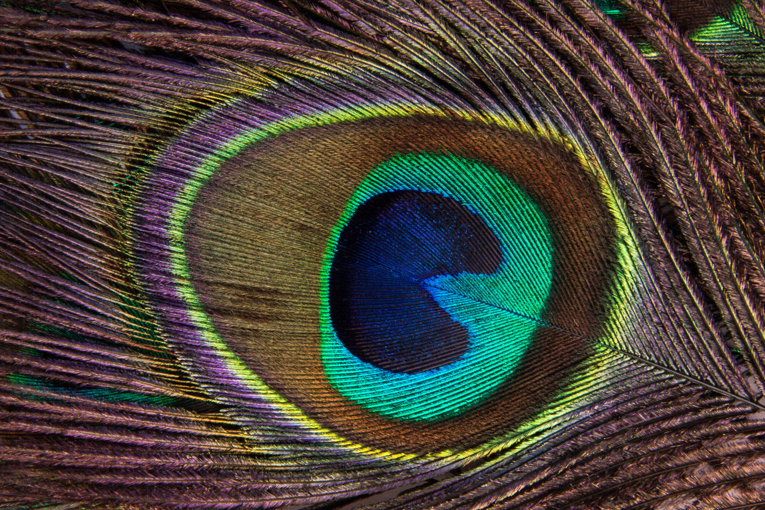 Peacock Feather Close Up Canvas Art Wall Picture Or Gloss Print