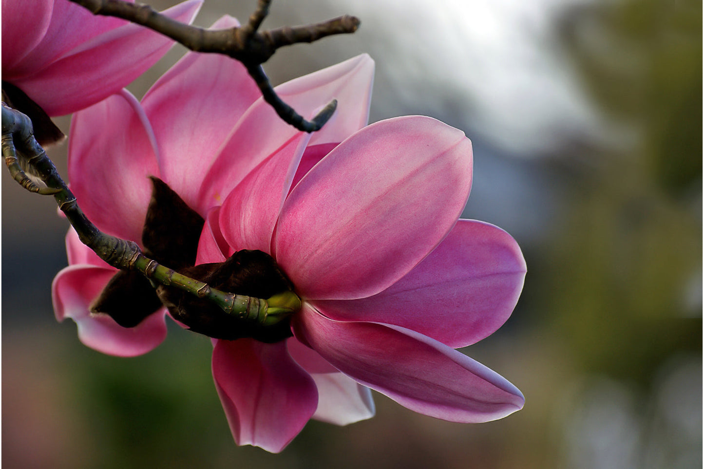 Petals Pink Flower Flowers Floral Bloom Canvas Art Wall Picture Or Gloss Print